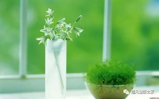 “绿植每周至少晒2小时日光