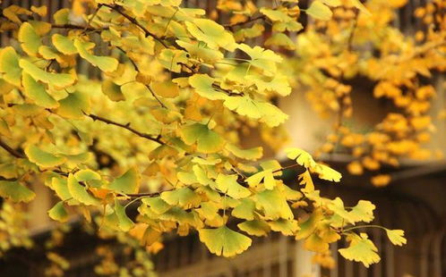 桂花：