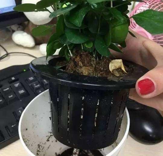 茶叶水浇花好不好？这样做效果可能翻倍