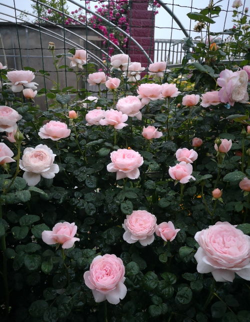 藤本月季修剪的重要性