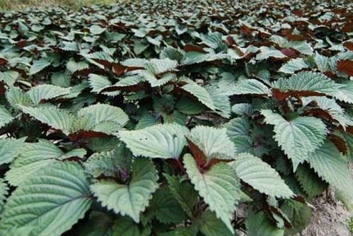 养护紫苏：用心与耐心