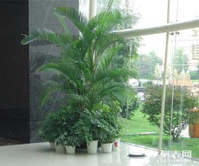 植物租摆公司核心业务是？如何打造个性化定制方案