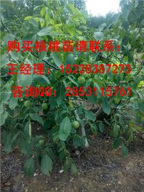 花石榴苗如何种植？适宜的土壤和光照条件有哪些