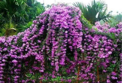 南方常见藤本花卉品种介绍