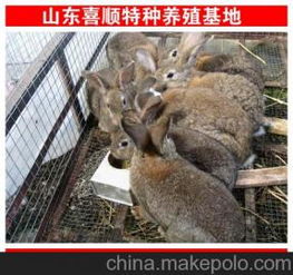 山东临沂兔饲料价格和最新獭兔价格是多少？有什么优惠活动吗？