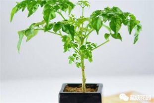 幸福树落叶多？补救攻略+避免养爆款花卉！