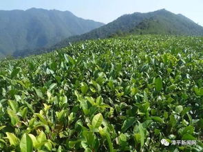 漳平水仙茶的种植秘诀：揭秘其独特风味与品质特征