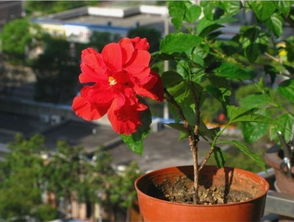 扶桑花：谐音“服丧”， 寓意不吉利