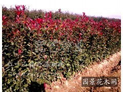 石楠树与绿篱的秘密