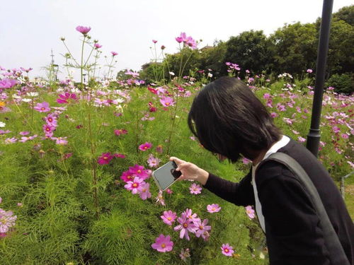 波斯菊，带给你幸福吗