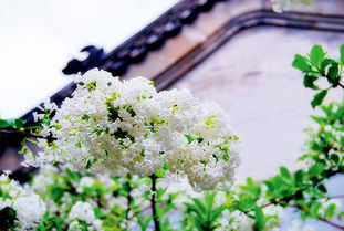 什么时候是栽种丁香花的最佳时间？