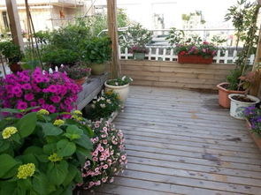 五月份的花卉种植攻略