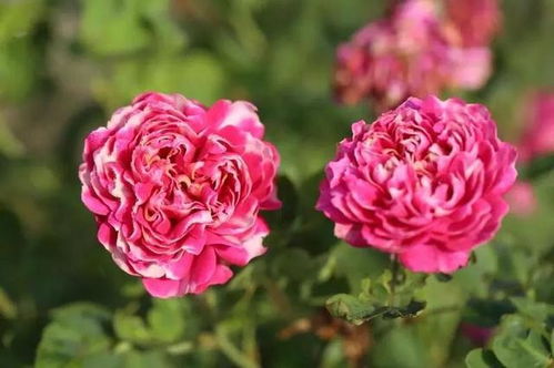 丰花：花开得像小星星