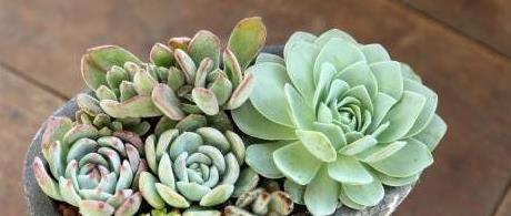 “多肉植物品种大全图解，你心仪的那盆是哪一种