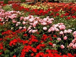 丰花月季：那花儿开的， 真是旺得不行