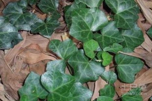 单是夏天种藤藤，也有讲究