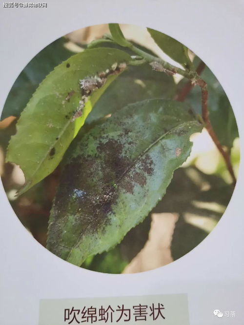 1. 大蒜溶液杀虫法