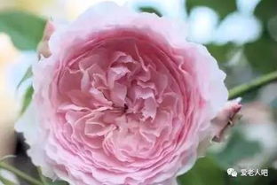 美咲月季：颜色多变，耐热性强