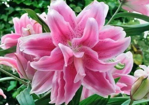 白色百合花象征着纯洁无瑕，那么它背后有哪些美丽的传说和象征意义呢