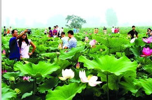 北方荷花的季节之旅