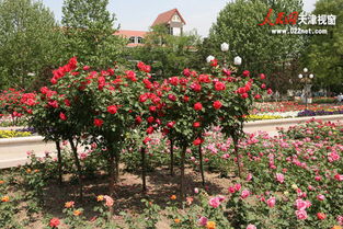 月季品种繁多，城市绿化中的璀璨明珠