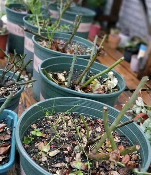 春天剪掉老枝，为新枝生长提供空间