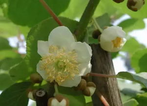 淘米水果怎么漂着油花？这油花是天然的还是人工添加的