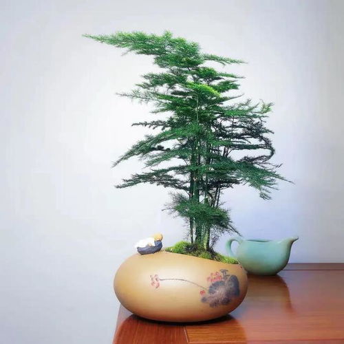 文竹为什么不能浇白醋？白醋对文竹有何影响