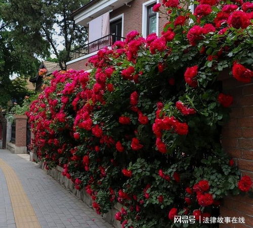 养护简单，人人可养