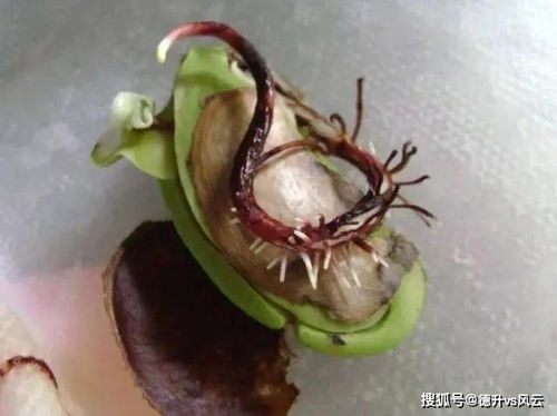 水果种子发芽后如何移栽到土壤中
