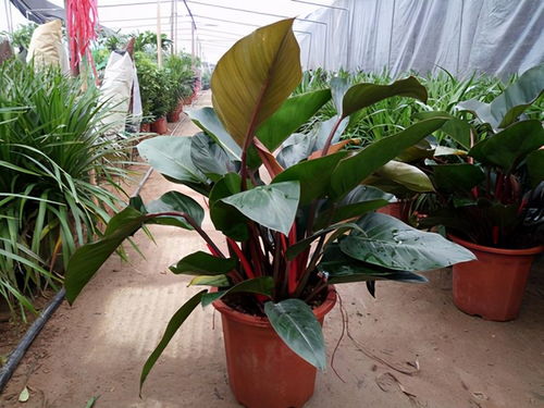 室内干燥怎么办？养这些植物就嫩解决问题！