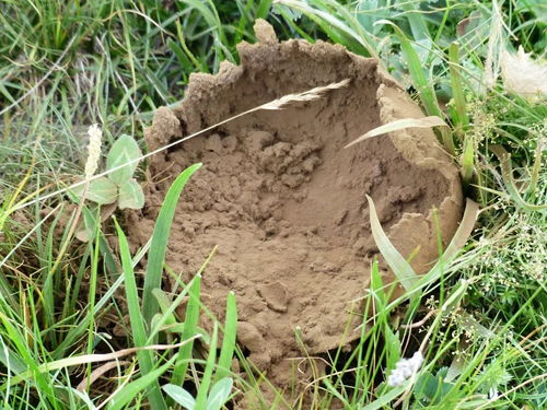 改善土壤板结的妙招