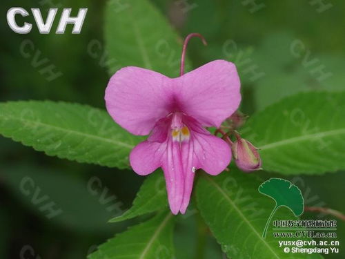 “皇冠贝母”被称“风铃花”，它究竟藏着怎样的秘密