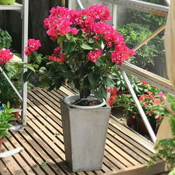 门前种花，旺家风水之道