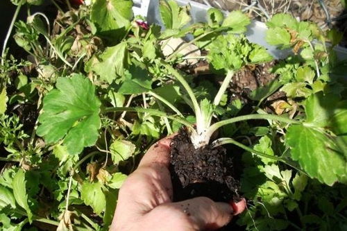 用一粒小药片，拯救枯萎花卉