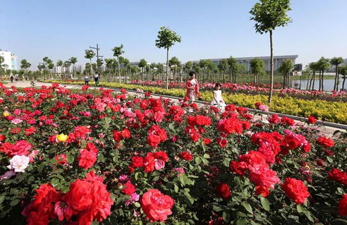 1、悠久的栽培历史