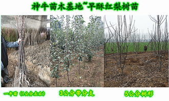 树葡萄需种植3-5年才能结果