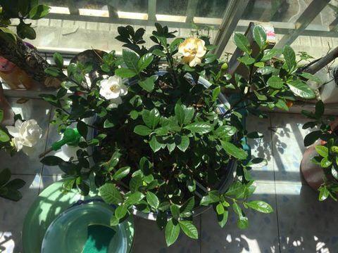 栀子花——四季常绿的香气