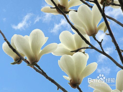 “如何根据玉兰种植与管理技术，有效提高玉兰成活率和观赏价值