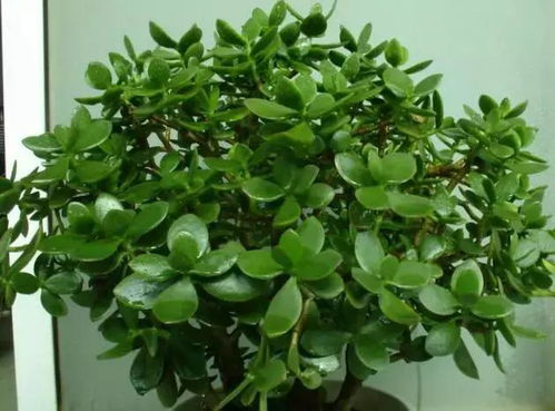 红边千年木与红千层：是乔木还是灌木？