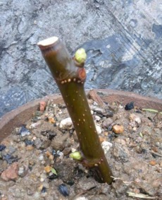 无花果树上的枝条，嫩扦插吗？