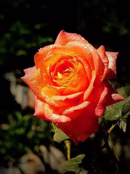 玫瑰花的起源与传播