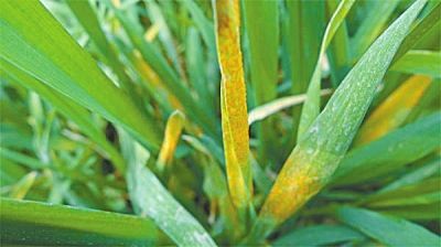 种子处理，发芽旺旺的