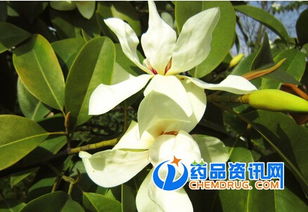 玉兰花， 那朵绿色的精灵