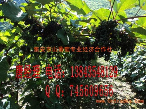 北冰红葡萄种植指南：高效种植技巧揭秘
