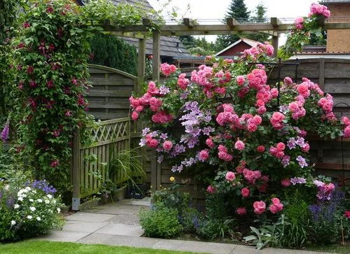 防范倒春寒， 保护月季根系