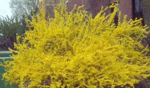 连翘与木槿，春秋两季不间断开花