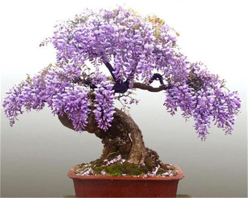 给花浇水，为何还是蔫