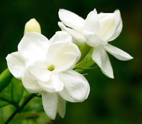 蓝莲花是什么花？这种花背后竟有这些故事