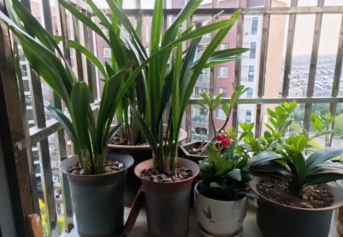 养花种草，小院子的绿色梦想